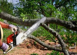 Best Leaf Removal  in Hilton Head Island, SC