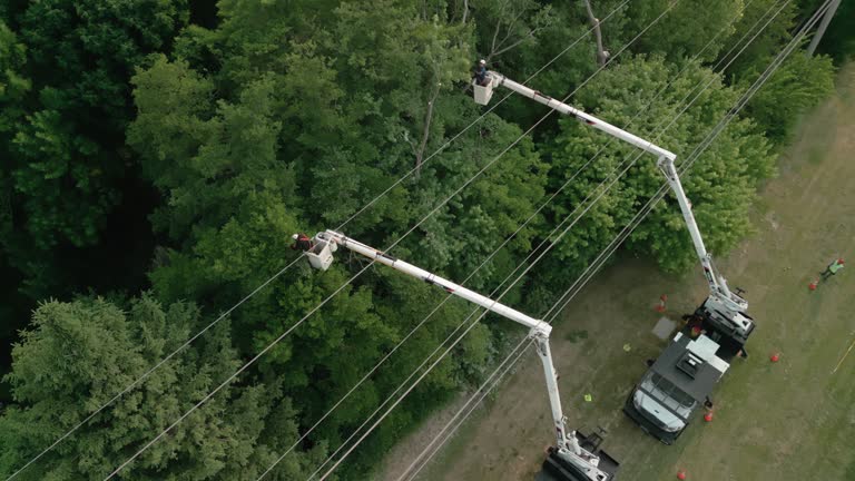 Best Hedge Trimming  in Hilton Head Island, SC